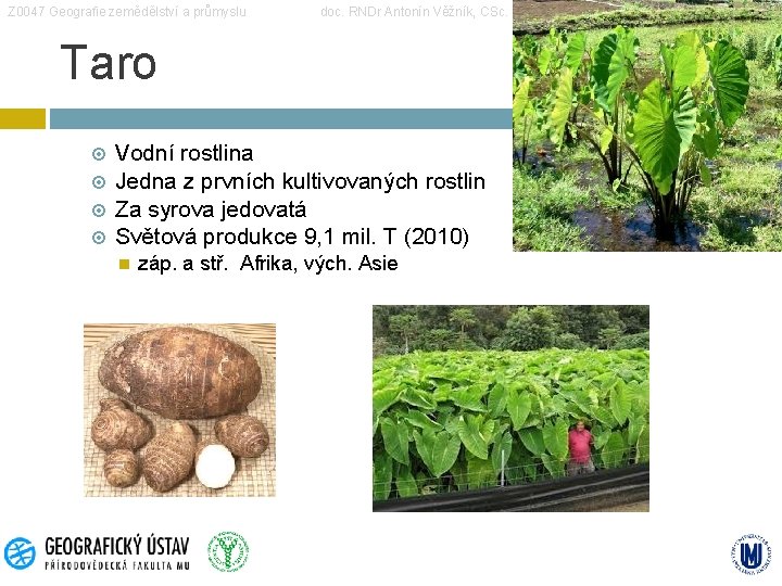 Z 0047 Geografie zemědělství a průmyslu doc. RNDr Antonín Věžník, CSc. Taro Vodní rostlina