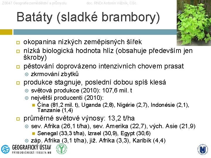 Z 0047 Geografie zemědělství a průmyslu doc. RNDr Antonín Věžník, CSc. Batáty (sladké brambory)