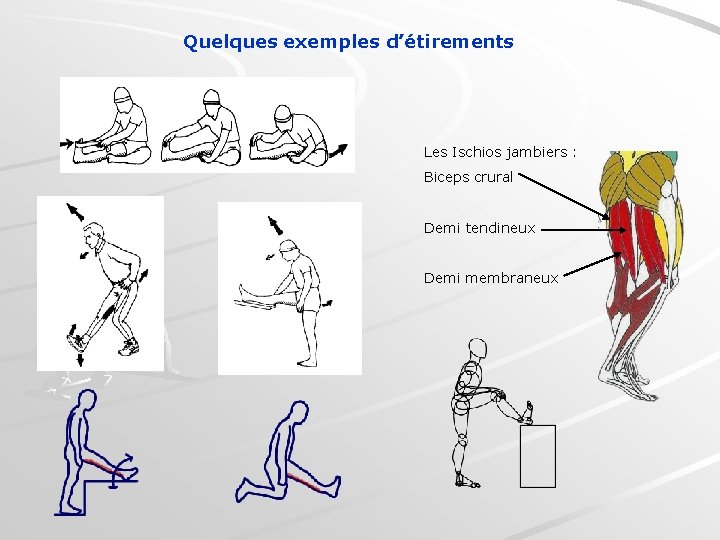 Quelques exemples d’étirements Les Ischios jambiers : Biceps crural Demi tendineux Demi membraneux 