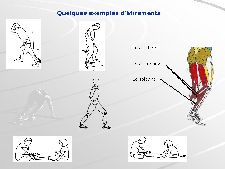 Quelques exemples d’étirements Les mollets : Les jumeaux Le soléaire 