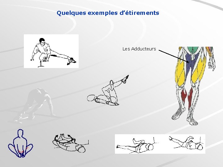 Quelques exemples d’étirements Les Adducteurs 