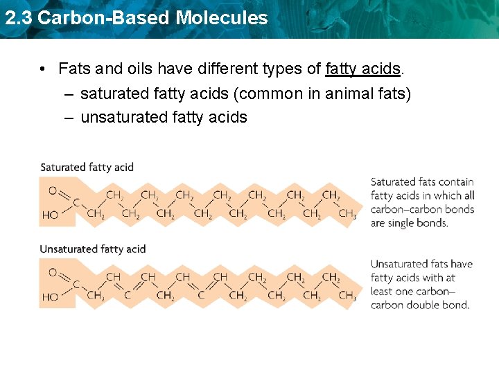 2. 3 Carbon-Based Molecules • Fats and oils have different types of fatty acids.