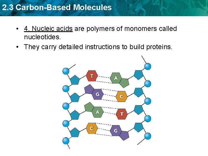 2. 3 Carbon-Based Molecules • 4. Nucleic acids are polymers of monomers called nucleotides.