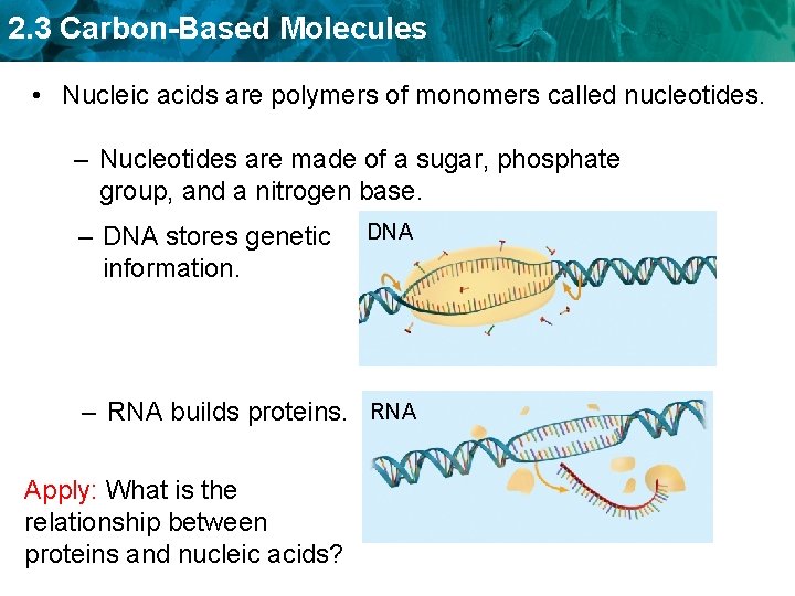2. 3 Carbon-Based Molecules • Nucleic acids are polymers of monomers called nucleotides. –