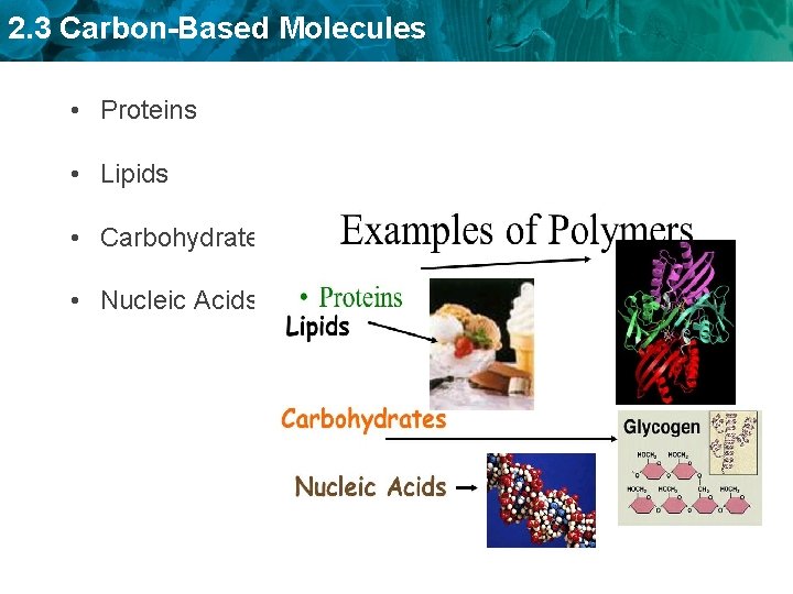 2. 3 Carbon-Based Molecules • Proteins • Lipids • Carbohydrates • Nucleic Acids 