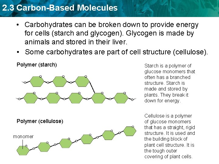 2. 3 Carbon-Based Molecules • Carbohydrates can be broken down to provide energy for