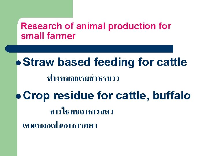 Research of animal production for small farmer l Straw based feeding for cattle ฟางหมกยเรยสำหรบวว