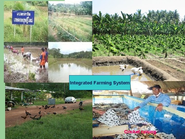 Integrated Farming System Integrated farming system Cricket raising 