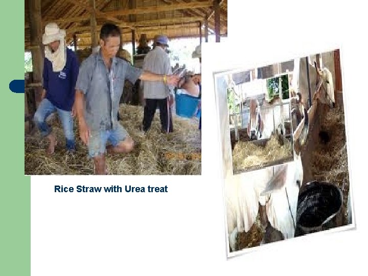 Rice Straw with Urea treat 