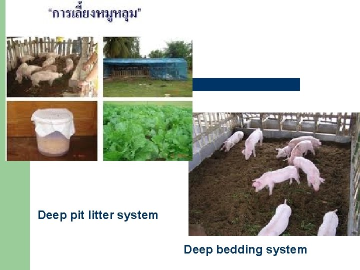 Deep pit litter system Deep bedding system 