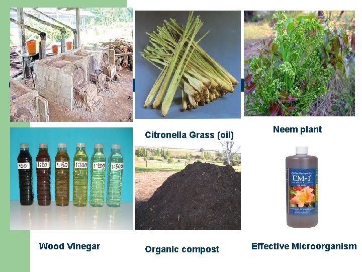 Citronella Grass (oil) Wood Vinegar Organic compost Neem plant Effective Microorganism 