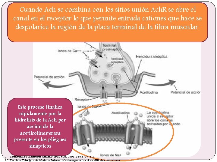 Cuando Ach se combina con los sitios unión Ach. R se abre el canal