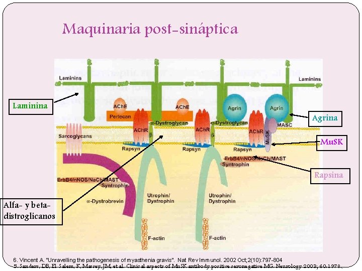 Maquinaria post-sináptica Laminina Agrina Mu. SK Rapsina Alfa- y betadistroglicanos 6. Vincent A. “Unravelling