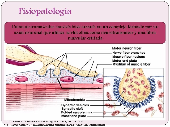 Fisiopatología Unión neuromuscular consiste básicamente en un complejo formado por un axón neuronal que