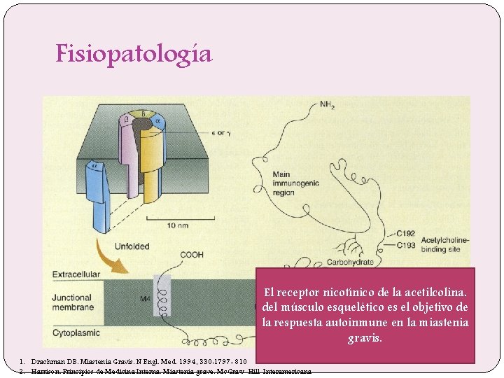 Fisiopatología El receptor nicotínico de la acetilcolina. del músculo esquelético es el objetivo de