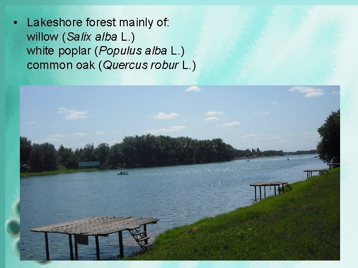  • Lakeshore forest mainly of: willow (Salix alba L. ) white poplar (Populus