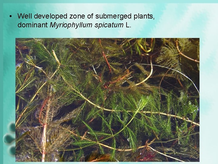  • Well developed zone of submerged plants, dominant Myriophyllum spicatum L. 
