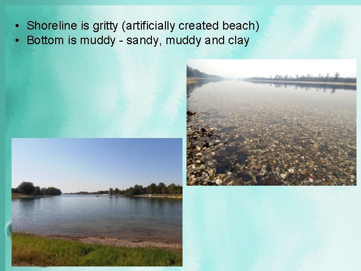  • Shoreline is gritty (artificially created beach) • Bottom is muddy - sandy,