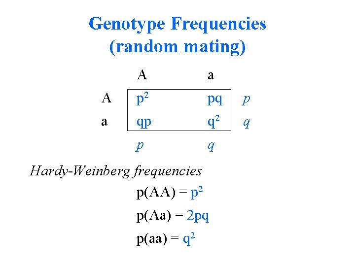 Genotype Frequencies (random mating) A a A p 2 pq p a qp q