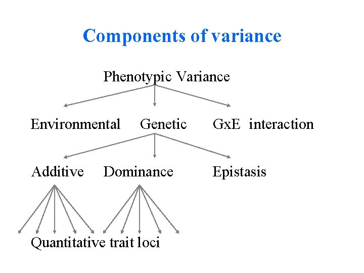 Components of variance Phenotypic Variance Environmental Additive Genetic Dominance Quantitative trait loci Gx. E