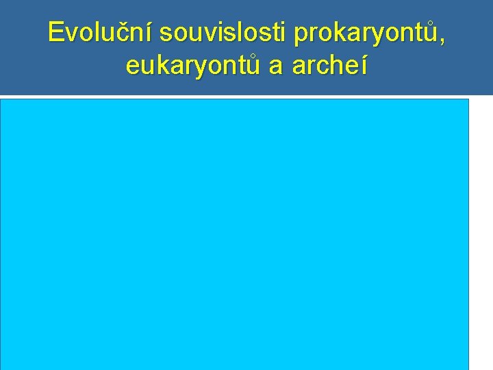 Evoluční souvislosti prokaryontů, eukaryontů a archeí 