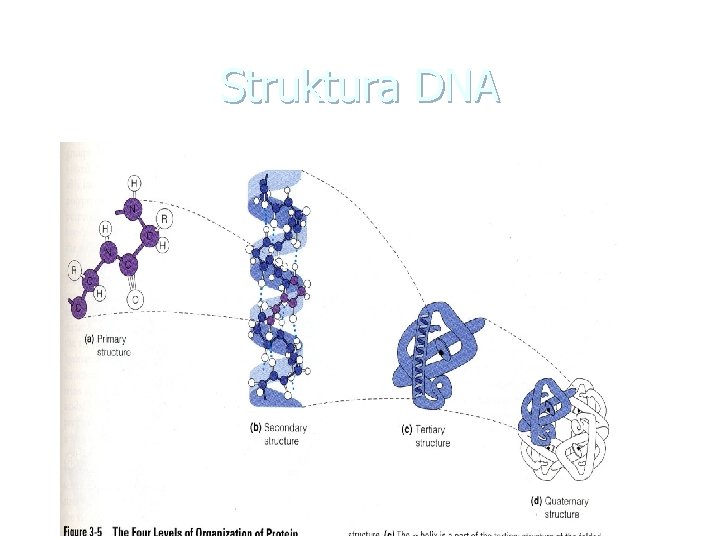 Struktura DNA 