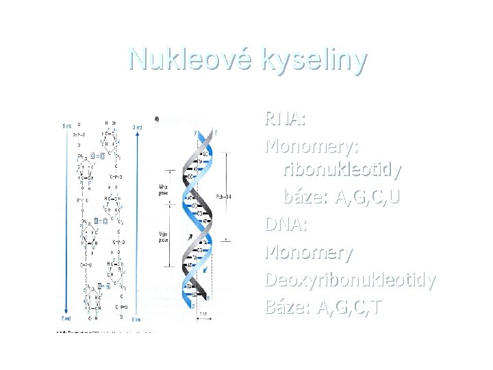 Nukleové kyseliny RNA: Monomery: ribonukleotidy báze: A, G, C, U DNA: Monomery Deoxyribonukleotidy Báze: