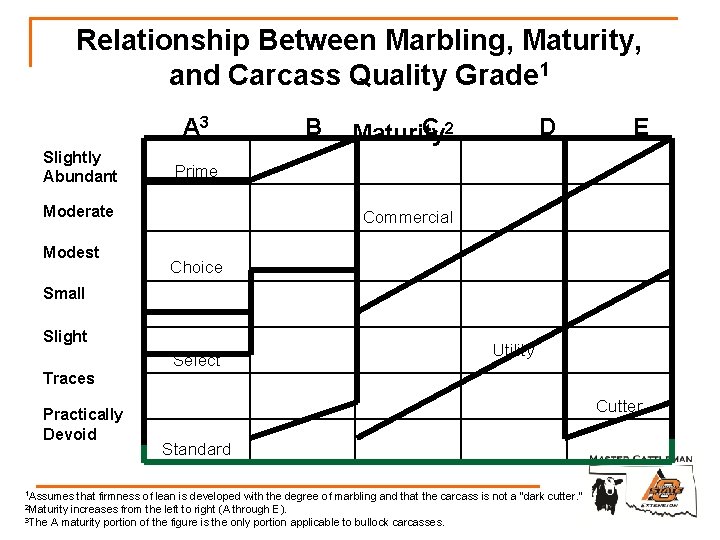 Relationship Between Marbling, Maturity, and Carcass Quality Grade 1 A 3 Slightly Abundant C