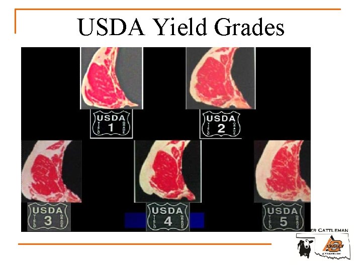 USDA Yield Grades 