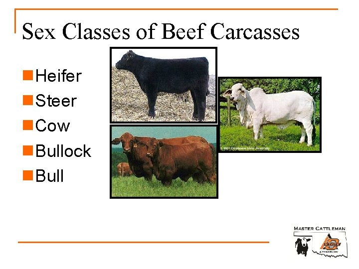 Sex Classes of Beef Carcasses n. Heifer n. Steer n. Cow n. Bullock n.