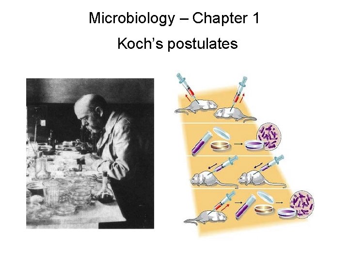 Microbiology – Chapter 1 Koch’s postulates 