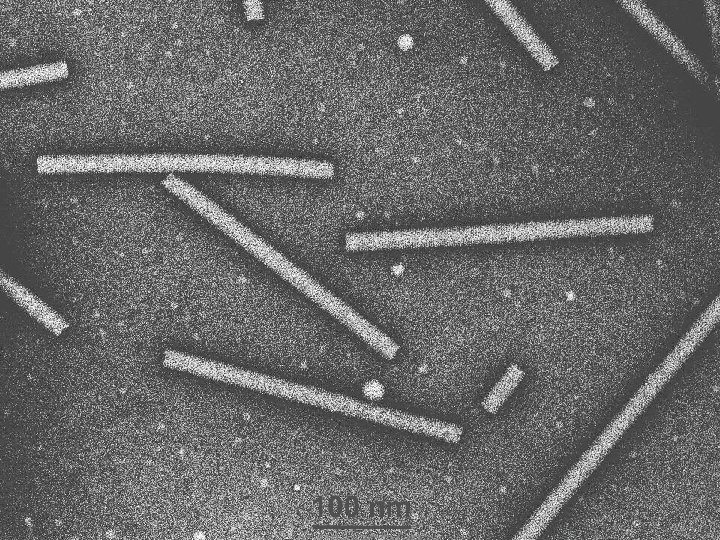 Microbiology – Chapter 1 