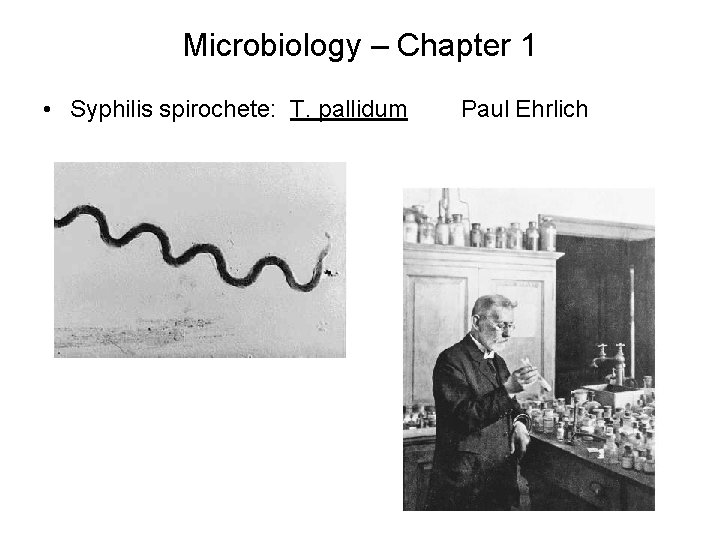 Microbiology – Chapter 1 • Syphilis spirochete: T. pallidum Paul Ehrlich 