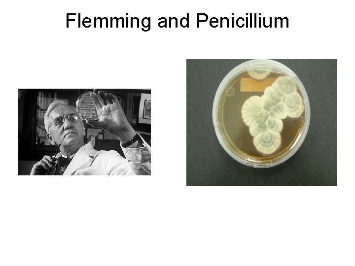 Flemming and Penicillium 