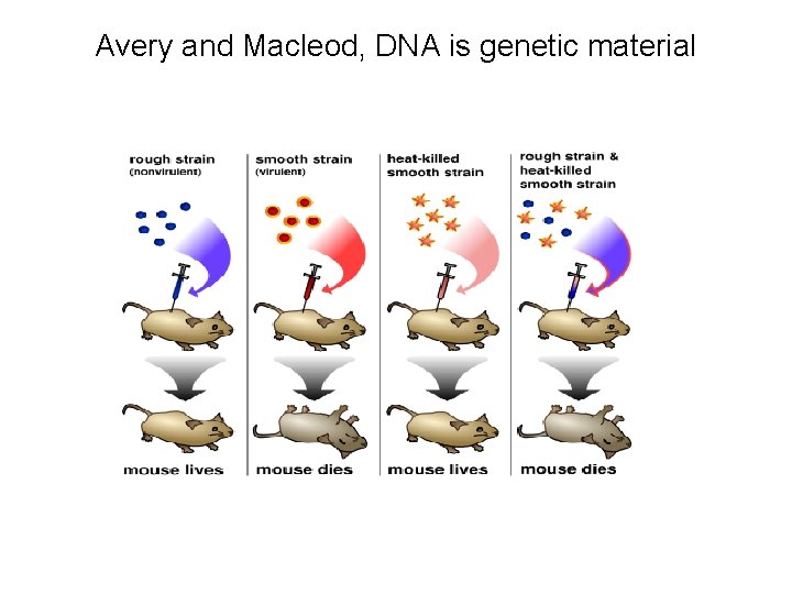 Avery and Macleod, DNA is genetic material 