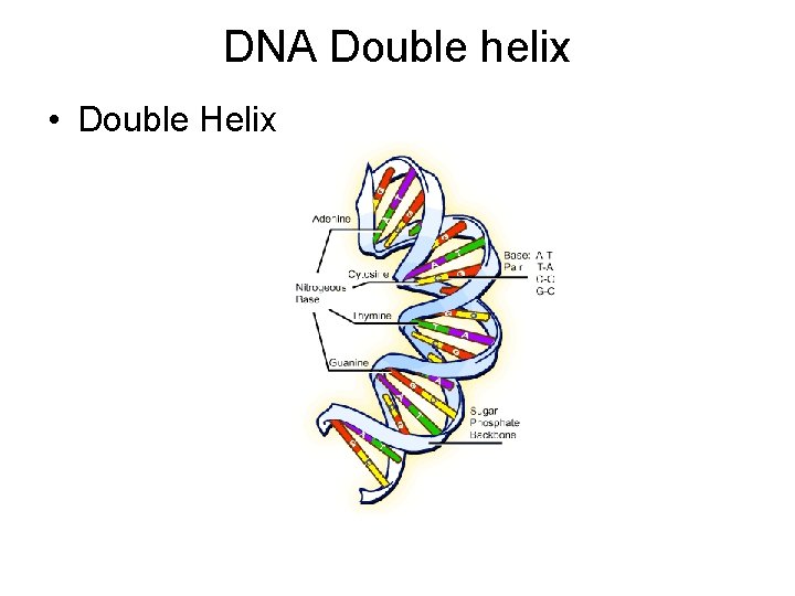 DNA Double helix • Double Helix 