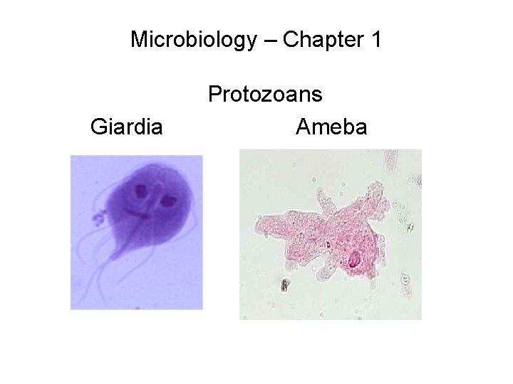 Microbiology – Chapter 1 Giardia Protozoans Ameba 