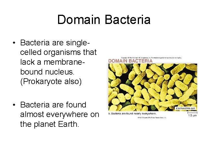 Domain Bacteria • Bacteria are singlecelled organisms that lack a membranebound nucleus. (Prokaryote also)