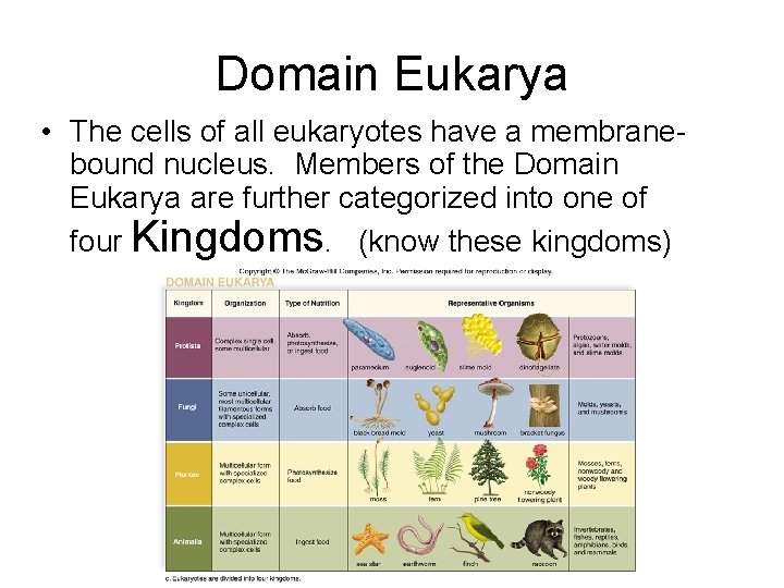 Domain Eukarya • The cells of all eukaryotes have a membranebound nucleus. Members of