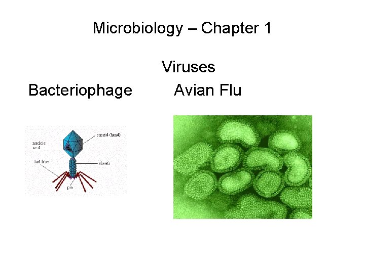 Microbiology – Chapter 1 Bacteriophage Viruses Avian Flu 