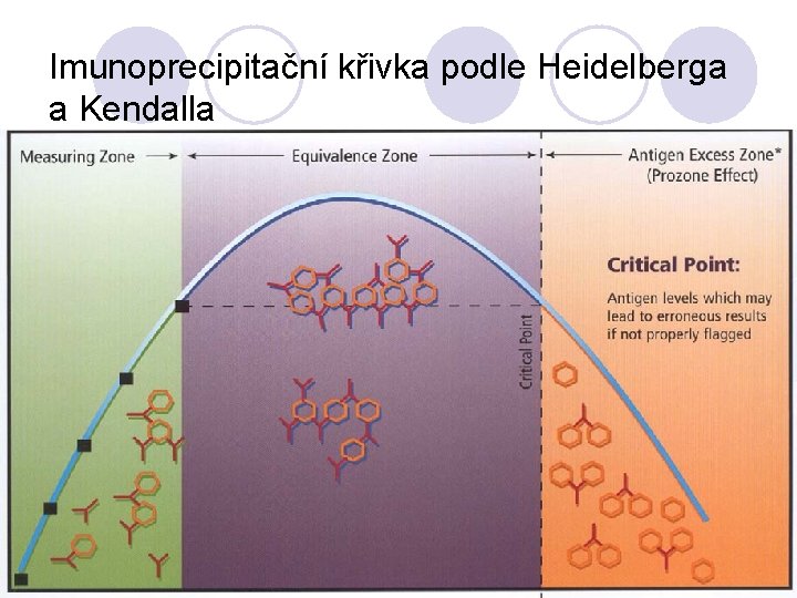 Imunoprecipitační křivka podle Heidelberga a Kendalla 