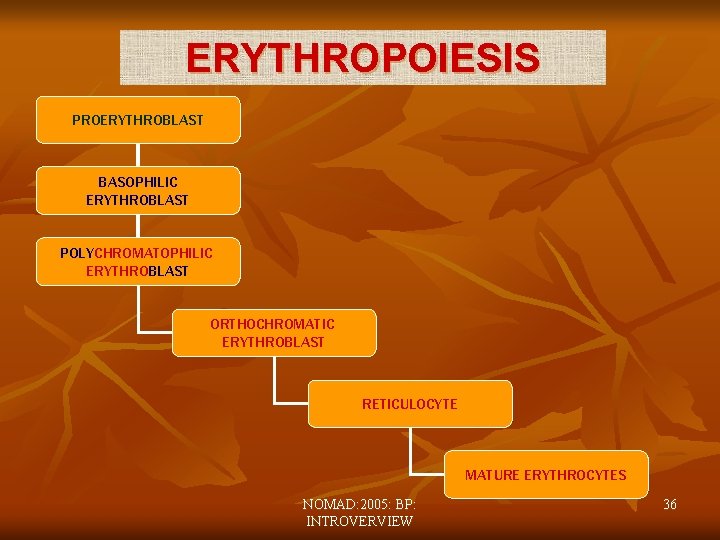 ERYTHROPOIESIS PROERYTHROBLAST BASOPHILIC ERYTHROBLAST POLYCHROMATOPHILIC ERYTHROBLAST ORTHOCHROMATIC ERYTHROBLAST RETICULOCYTE MATURE ERYTHROCYTES NOMAD: 2005: BP: