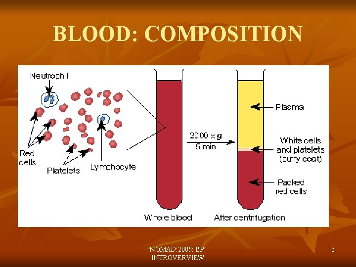 BLOOD: COMPOSITION NOMAD: 2005: BP: INTROVERVIEW 6 