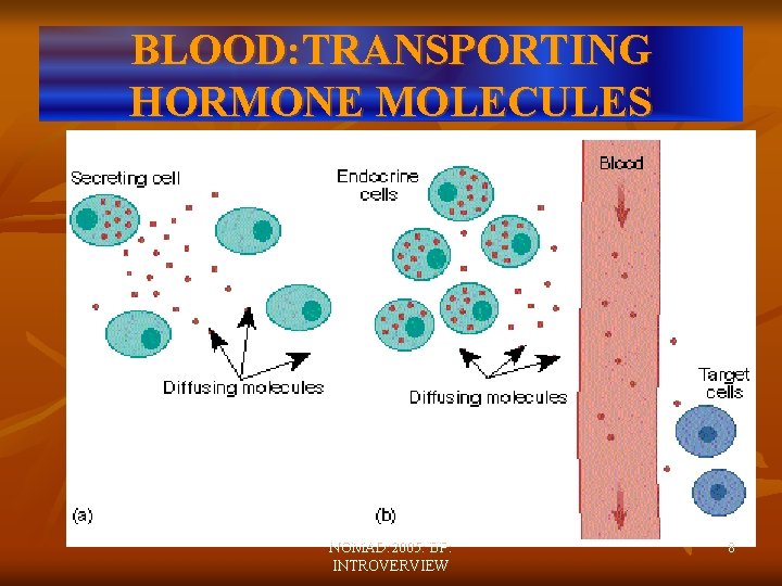 BLOOD: TRANSPORTING HORMONE MOLECULES NOMAD: 2005: BP: INTROVERVIEW 8 