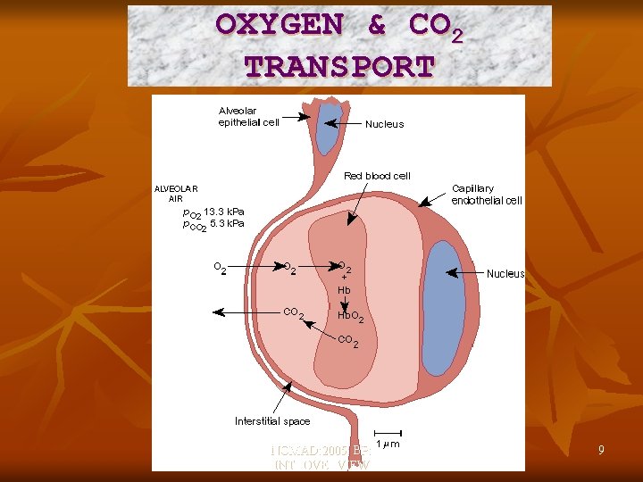 OXYGEN & CO 2 TRANSPORT NOMAD: 2005: BP: INTROVERVIEW 9 