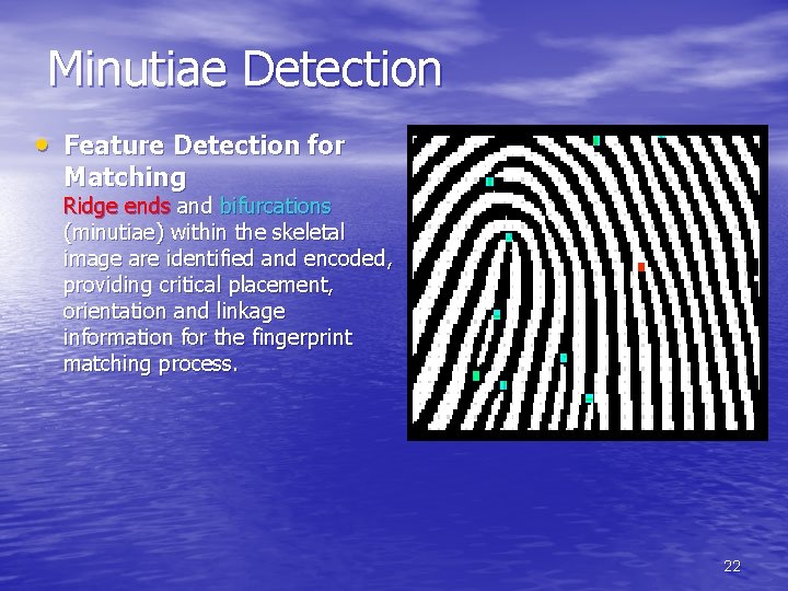 Minutiae Detection • Feature Detection for Matching Ridge ends and bifurcations (minutiae) within the