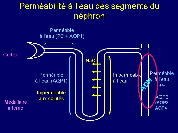 Perméabilité à l’eau des segments du néphron Perméable à l’eau (PC + AQP 1)