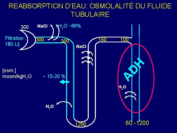 REABSORPTION D’EAU: OSMOLALITÉ DU FLUIDE TUBULAIRE [osm. ] mosm/kg. H 2 O 300 H