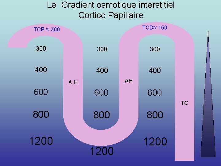 Le Gradient osmotique interstitiel Cortico Papillaire TCD≈ 150 TCP ≈ 300 300 400 400