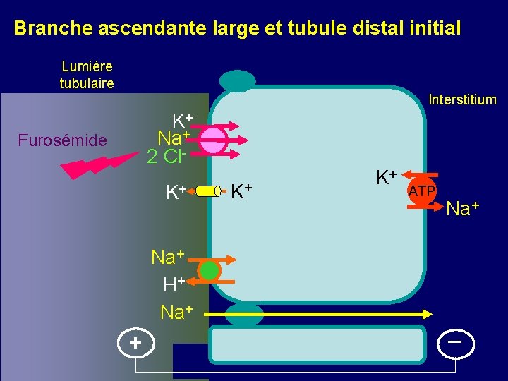 Branche ascendante large et tubule distal initial Lumière tubulaire Interstitium K+ Na+ 2 Cl-
